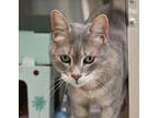 Adopt Lola a Domestic Shorthair / Mixed cat in Bracebridge, ON (41282033)
