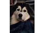 Adopt Bear a White - with Black Husky / Great Pyrenees / Mixed dog in