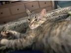 Adopt Gracie a Brown Tabby Domestic Shorthair / Mixed (short coat) cat in San