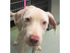 Adopt Wynona a American Staffordshire Terrier / Mixed dog in Raleigh