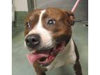 Adopt Kendrick a American Staffordshire Terrier / Mixed dog in Raleigh