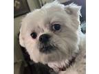 Adopt Smitty a White Shih Poo / Mixed dog in San Diego, CA (41435913)