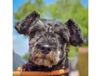 Adopt Talley a Black - with Gray or Silver Standard Schnauzer / Poodle