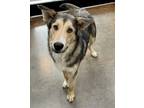 Adopt Douglas a Siberian Husky / Collie / Mixed dog in Versailles, KY (41118028)