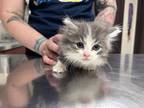 Adopt Fisher a Gray or Blue Domestic Longhair / Mixed Breed (Medium) / Mixed