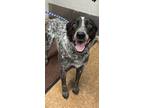 Adopt Carl a Black Pointer / Mixed dog in Madera, CA (41435550)