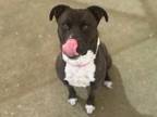 Adopt Monique a Black American Staffordshire Terrier / Mixed dog in Phoenix