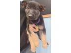 Adopt Toast - Purple Collar - AVAILABLE a Black Mixed Breed (Large) / Mixed dog