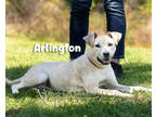 Adopt Arlington a Tan/Yellow/Fawn Mixed Breed (Medium) / Mixed dog in Savannah