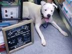 Adopt Odin a White Great Dane / Dalmatian / Mixed dog in Powhatan, VA (41435706)