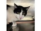 Adopt Zelda a Domestic Shorthair / Mixed cat in Napa, CA (41435828)