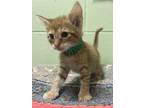 Adopt Dreamcatcher a Orange or Red Domestic Shorthair / Domestic Shorthair /