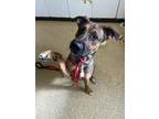 Adopt Arabella a Tan/Yellow/Fawn Mixed Breed (Large) / Mixed dog in Cincinnati