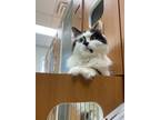 Adopt Michelle a White Domestic Mediumhair / Domestic Shorthair / Mixed cat in