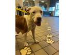 Adopt June a Tan/Yellow/Fawn American Pit Bull Terrier / Mixed Breed (Medium) /