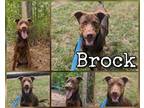 Adopt Brock a Brown/Chocolate Retriever (Unknown Type) / Mixed dog in