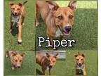 Adopt Piper a Brown/Chocolate Shepherd (Unknown Type) / Mixed dog in Greenville