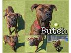 Adopt Butch a Brindle American Pit Bull Terrier / Labrador Retriever / Mixed