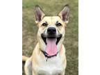 Adopt Willa a Tan/Yellow/Fawn Husky / Mixed dog in San Antonio, TX (40760979)
