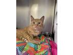 Adopt Simba a Tiger Striped Domestic Shorthair / Mixed Breed (Medium) / Mixed