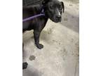 Adopt Zena a Black Mixed Breed (Medium) / Mixed dog in Atlanta, GA (41429369)
