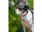 Adopt Charlie a Black German Shepherd Dog / Mixed dog in Pequot Lakes