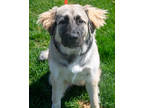 Adopt Dolly a Tan/Yellow/Fawn Great Pyrenees / Mixed dog in Pequot Lakes