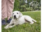 Adopt Chickadee a White Terrier (Unknown Type, Medium) / Mixed dog in Newport