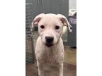 Adopt Chickadee a White Terrier (Unknown Type, Medium) / Mixed dog in Newport