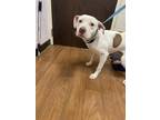 Adopt Jeepers a White American Pit Bull Terrier / Mixed Breed (Medium) / Mixed