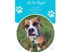 Adopt Floyd a Brown/Chocolate Boxer / Mixed dog in Savannah, GA (41435716)