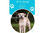 Adopt Chucky a Tan/Yellow/Fawn Mixed Breed (Large) / Mixed dog in Savannah