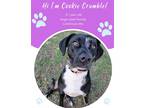 Adopt Cookie Crumble (Bonded w/ Max) a Black Catahoula Leopard Dog / Mixed dog