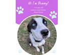 Adopt Penny a White Mixed Breed (Large) / Mixed dog in Savannah, GA (41432899)