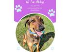 Adopt Abby a Brown/Chocolate Mixed Breed (Medium) / Mixed dog in Savannah