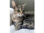 Adopt Lucho a Tiger Striped Domestic Shorthair / Mixed (short coat) cat in