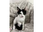 Adopt Saffy a White (Mostly) Domestic Shorthair cat in Berea, KY (41435639)