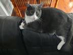Adopt Juju a Black & White or Tuxedo Burmese / Mixed (medium coat) cat in Irwin