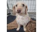 Adopt Franky a Tan/Yellow/Fawn Terrier (Unknown Type, Small) / Mixed dog in