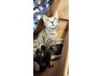 Adopt 55899163 a Gray or Blue Domestic Shorthair / Domestic Shorthair / Mixed