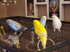 Adopt Cleo a White Budgie / Budgie / Mixed bird in Edmonton, AB (41282612)