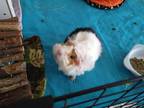 Adopt Mr. Pudding a White Guinea Pig / Guinea Pig / Mixed small animal in