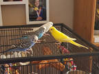 Adopt Aqua a Blue Budgie / Budgie / Mixed bird in Edmonton, AB (41282610)