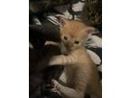 Adopt No ñame a Orange or Red American Shorthair / Mixed (short coat) cat in