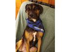 Adopt Ollie a Black - with Brown, Red, Golden, Orange or Chestnut Mutt / Mixed
