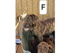 Adopt Paisley a Brindle Plott Hound / Mixed Breed (Medium) / Mixed dog in