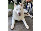 Adopt Pastel a White Husky / Mixed dog in Canoga Park, CA (41388420)