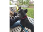 Adopt Spike a Black Mixed Breed (Medium) / Mixed dog in Grand Rapids