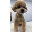 Adopt Toffy a Tan/Yellow/Fawn - with White Poodle (Miniature) / Mixed dog in New