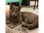 Adopt Sari a Gray or Blue Domestic Shorthair (short coat) cat in Toronto